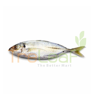 FRESH IKAN SELAR