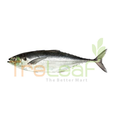 FRESH IKAN CENCARU
