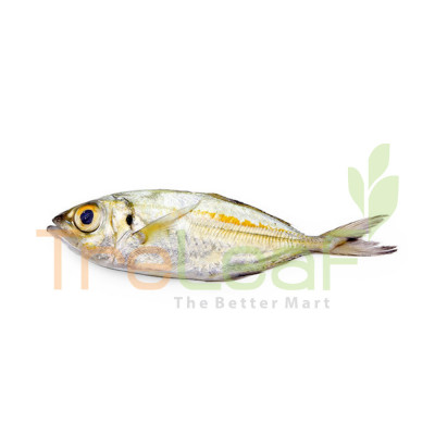 FRESH IKAN LOLONG