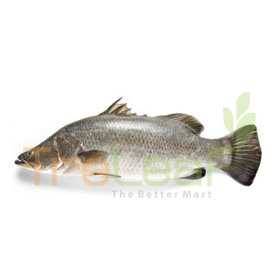 FRESH IKAN SIAKAP