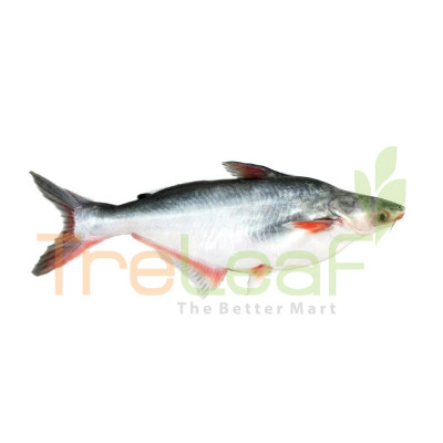 FRESH IKAN PATIN