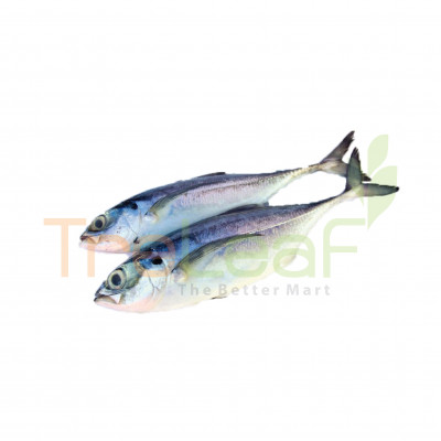 03-FRESH IKAN CENCARU