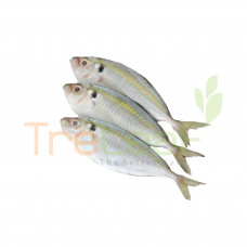 011-FRESH IKAN SELAR KUNING