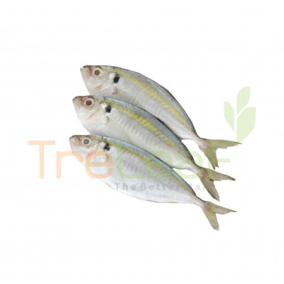 03-FRESH IKAN SELAR KUNING