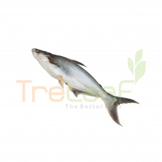 03-FRESH IKAN PATIN