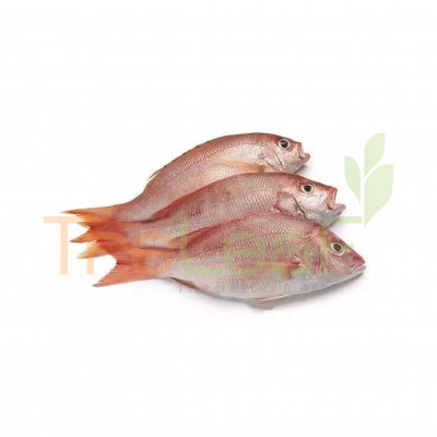 03-FRESH IKA N TALAPIA
