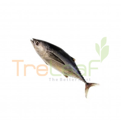 02-FRESH IKAN AYA HITAM